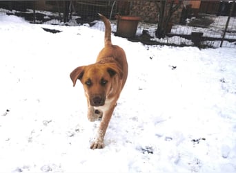 Knuffiger Toby sucht seine Familie