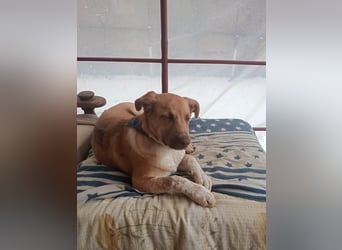 Knuffiger Toby sucht seine Familie