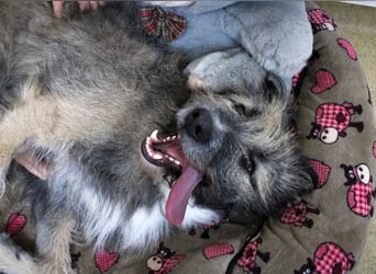 Süßer Smoky sucht liebe Familie