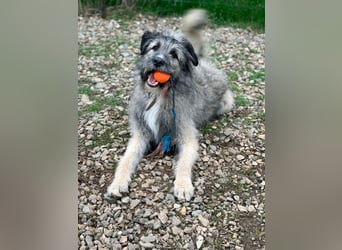 Süßer Smoky sucht liebe Familie