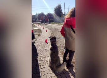 Süßer Smoky sucht liebe Familie