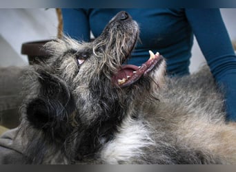 Süßer Smoky sucht liebe Familie