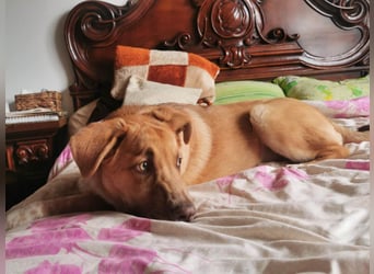 Knuffiger Toby sucht seine Familie