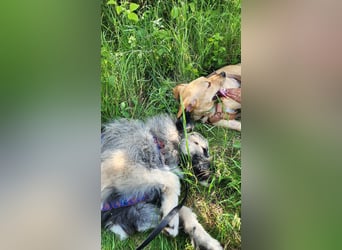 Süßer Smoky sucht liebe Familie