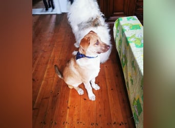 Knuffiger Toby sucht seine Familie