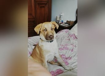 Knuffiger Toby sucht seine Familie