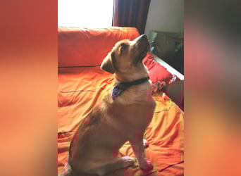 Knuffiger Toby sucht seine Familie