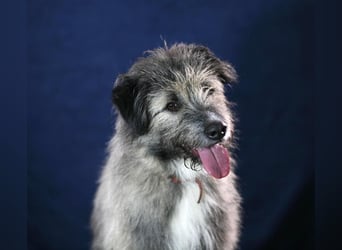 Süßer Smoky sucht liebe Familie