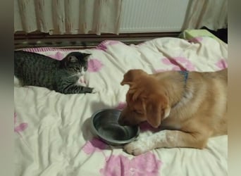 Knuffiger Toby sucht seine Familie