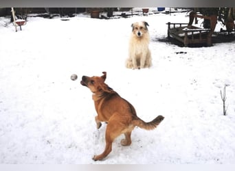 Knuffiger Toby sucht seine Familie