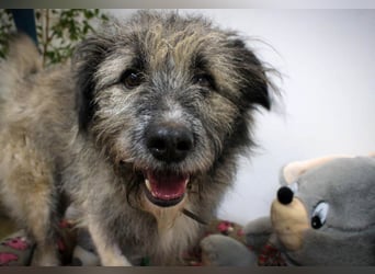 Süßer Smoky sucht liebe Familie