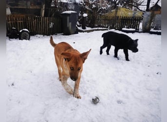 Knuffiger Toby sucht seine Familie