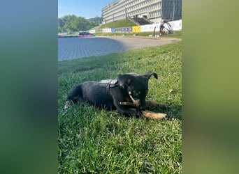 Goldstück Harika sucht ihre Familie