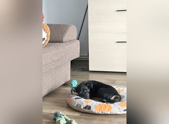 Goldstück Harika sucht ihre Familie