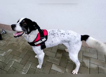 Toto sucht ein liebevolles Zuhause