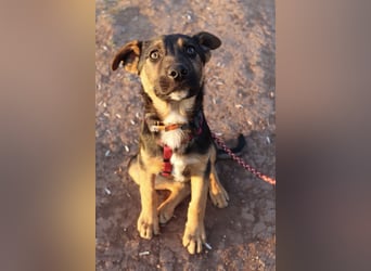 Selbstbewusster Tajo sucht sein Zuhause