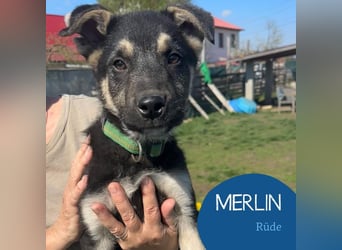 Ruhiger Merlin sucht seine Familie