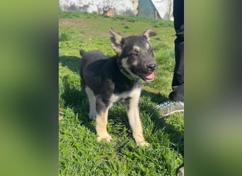 Ruhiger Merlin sucht seine Familie