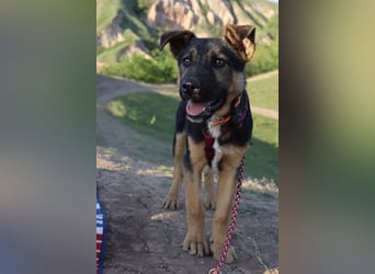Selbstbewusster Tajo sucht sein Zuhause