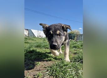 Ruhiger Merlin sucht seine Familie