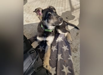 Ruhiger Merlin sucht seine Familie