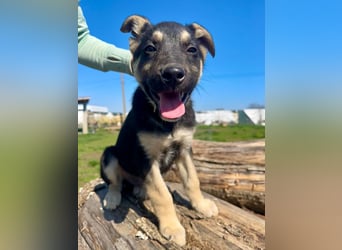 Ruhiger Merlin sucht seine Familie