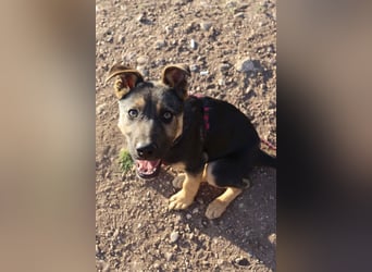Selbstbewusster Tajo sucht sein Zuhause