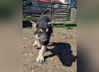 Ruhiger Merlin sucht seine Familie