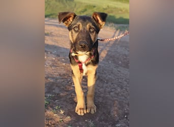 Selbstbewusster Tajo sucht sein Zuhause