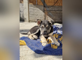 Ruhiger Merlin sucht seine Familie