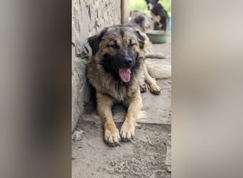 Ayo möchte endlich ankommen