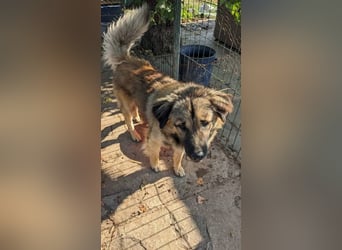 Ayo möchte endlich ankommen