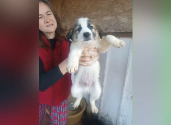 Campino sucht ein zu Hause