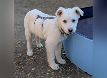 Yaro auf Pflegestelle in 06386 Kleinpaschleben