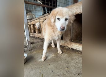 Berti sucht einen Gnadenplatz