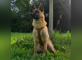Molly sucht ihr Für-immer-Zuhause