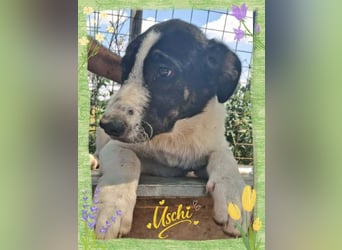 Uschi sucht ihre Menschen
