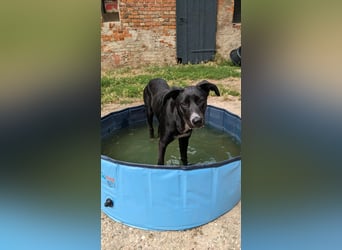 Ronja Räubertochter auf Pflegestelle in 06386