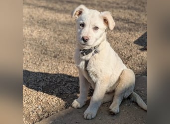 Yaro auf Pflegestelle in 06386 Kleinpaschleben