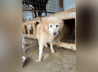 Berti sucht einen Gnadenplatz