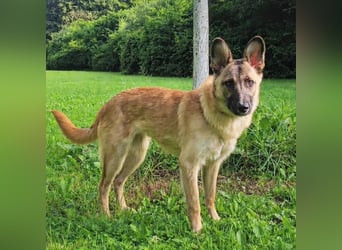 Molly sucht ihr Für-immer-Zuhause