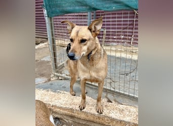 Liebevoller Buster sucht DICH