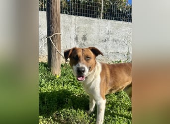 Junghund Mano sucht Herzensmensch