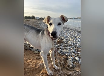 Schenkst du Houdini ein Für-Immer-Zuhause?