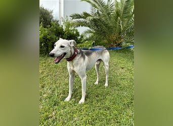 Schenkst du Houdini ein Für-Immer-Zuhause?