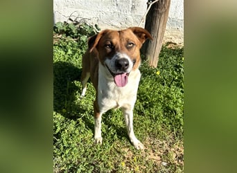 Junghund Mano sucht Herzensmensch