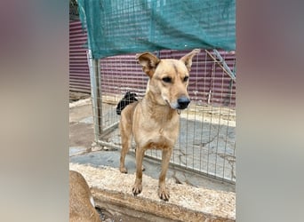 Liebevoller Buster sucht DICH