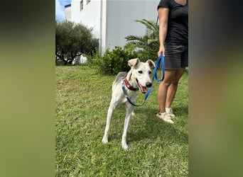 Schenkst du Houdini ein Für-Immer-Zuhause?