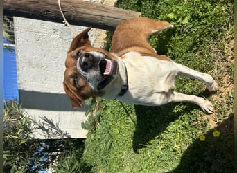 Junghund Mano sucht Herzensmensch