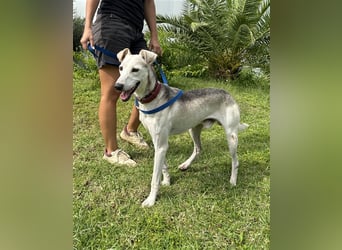 Schenkst du Houdini ein Für-Immer-Zuhause?